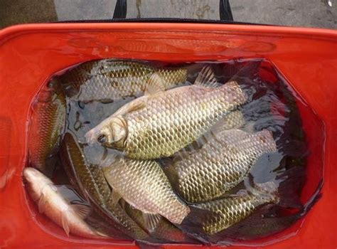 春季釣鯽魚餌料配方 三種配方總有一款可以讓你狂拉大板鯽 每日頭條