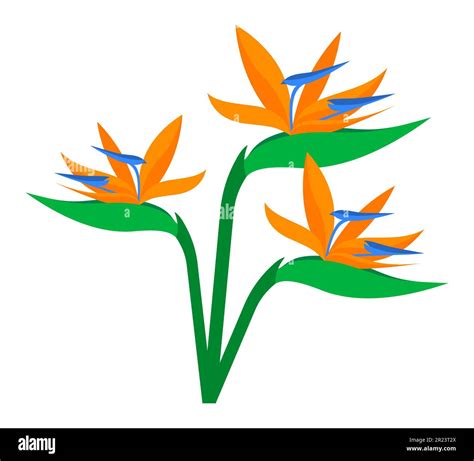 Bird Of Paradise Flower Clip Art