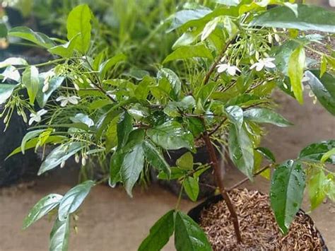 Jual Tanaman Hias Bunga Anting Putri - Jual Bibit Tanaman