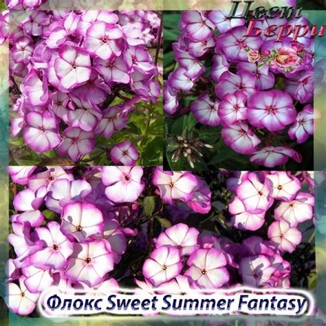 Флокс Sweet Summer Fantasy: купить в каталоге «Сад "ЦветБерри" С ...