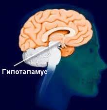 Гипоталамус