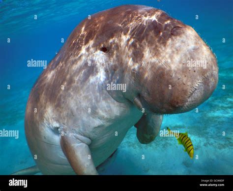 Dugong Mit Remora Fotos Und Bildmaterial In Hoher Aufl Sung Alamy