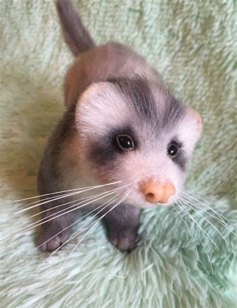 24 Ferret Sewing Patterns Imasjuniasari
