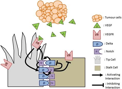 Schematic Of Delta Notch Lateral Inhibition Tumour Cells Secrete