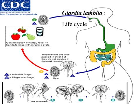 Ppt Intestinal` Protozoa Powerpoint Presentation Free Download Id9708629