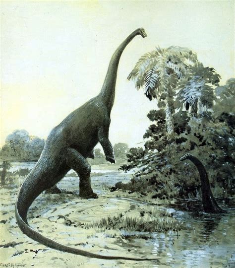 Diplodocus Par Charles Knight Dinosauria Saurischia Sauropodomorpha