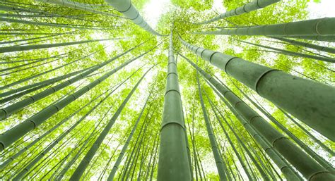 Unveiling the Fascinating Story of Chinese Bamboo