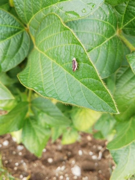 Meadow Spittlebug From St Kanzian Am Klopeiner See Sterreich