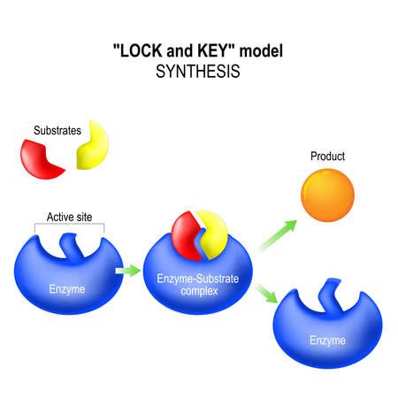 Vector of Enzyme. lock and key model. - ID:75339126 - Royalty Free Image - Stocklib