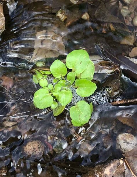 Wild Watercress