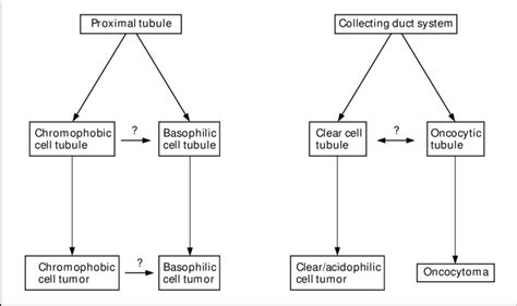 Sites of origin and developmental stages of different types of renal ...