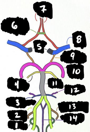 CNS LAB WEEK 4 Neurology Flashcards Quizlet