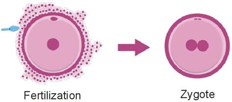 What is Zygote?