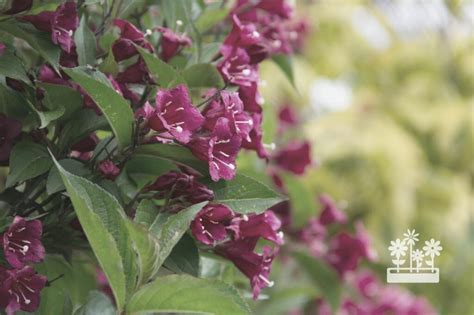 How To Prune Weigela A Short Guide — Plants And House