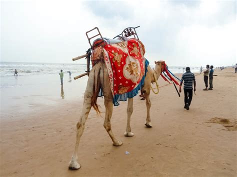 Swargadwar Sea Beach Puri Beaches Puri Odisha Orissa Guide