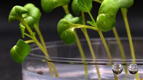 Food Production Possible Without Sunshine Thanks To Artificial Photosynthesis Technology Networks