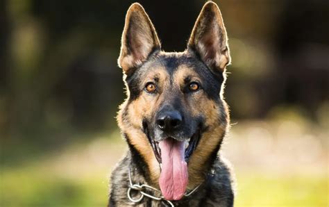 German Shepherd Dog Breed Information & Characteristics