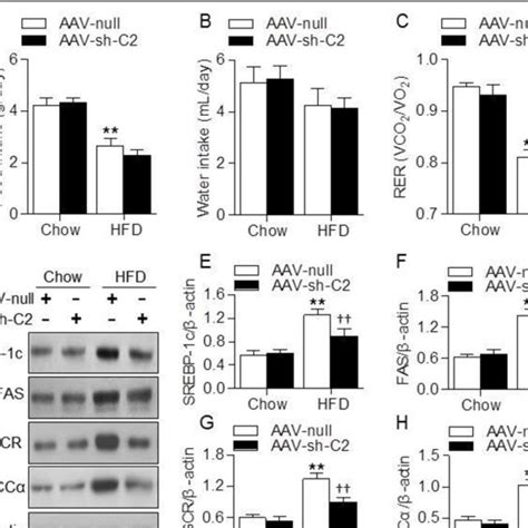 Effects Of Clc Downregulation On Metabolic Parameters And Regulators