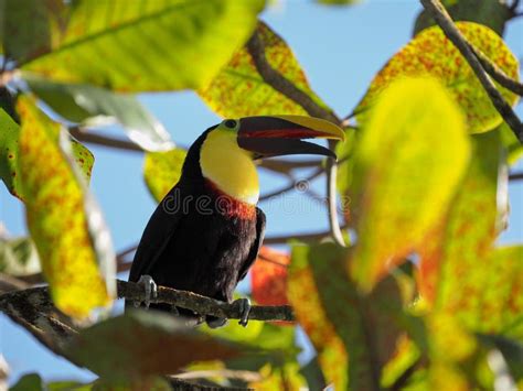 Yellow-throated Toucan, Ramphastos Ambiguus, Sits High in the Branches. Costa Rica Stock Image ...