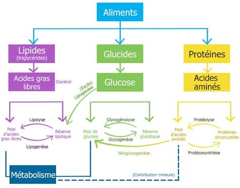 Guide Complet Du M Tabolisme De Base Pour Tout Comprendre