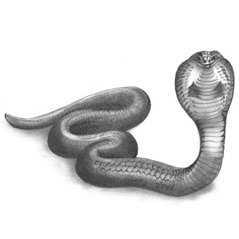 snake pencil drawing   sketch snake  pencils