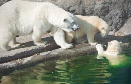 Urso Polar Caracter Sticas Comportamento E Habitat Meus Animais