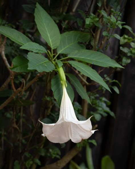 5100 Datura Stock Photos Pictures And Royalty Free Images Istock