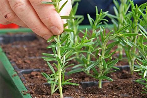 Cómo propagar una planta de romero con una sola ramita Mujer