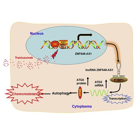 Lncrna Znf As Induces Trastuzumab Resistance By Promoting Atg