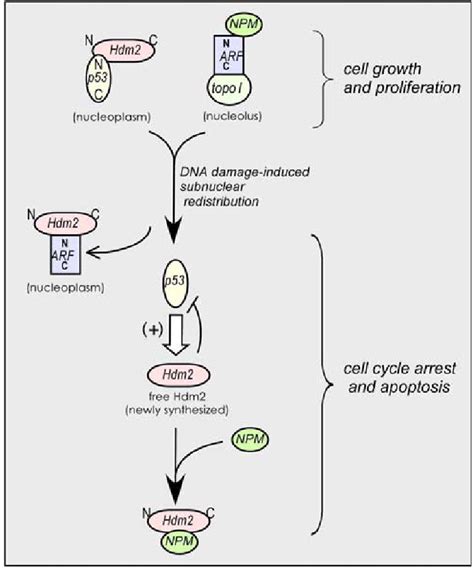 Scheme Depicting The Redistribution Of Arf After Dna Damage The Model