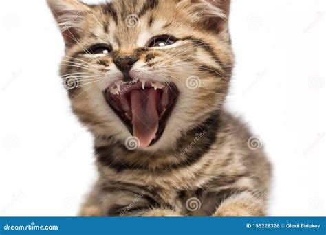 Shocked Or Screaming Tabby Cat Kitten S Open Mouth Stock Photo