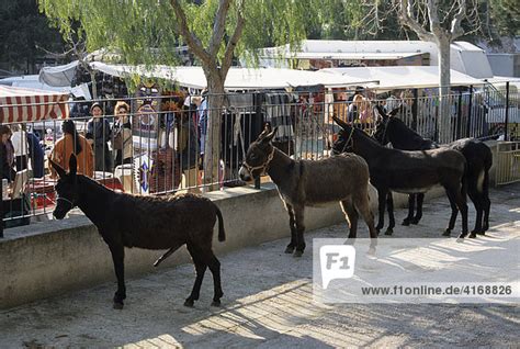 Mallorca Sineu Mittwochsmarkt Viehmarkt Esel