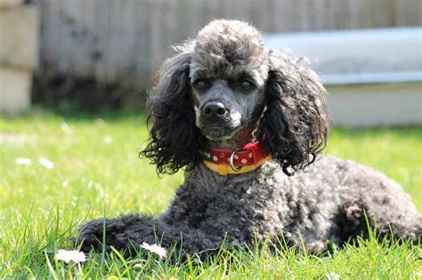 Poodle Collars And Training: Why Choosing The Best Collar Possible Can ...