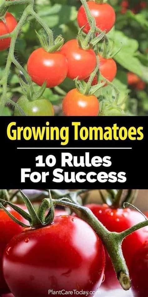 Tips To Growing Plump Tomatoes Cultivar Tomates Plantas De Tomate