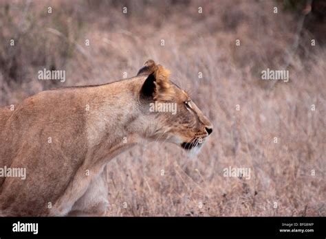 Female African Lion Panthera Leo In Sweet Waters Kenya Stock Photo Alamy