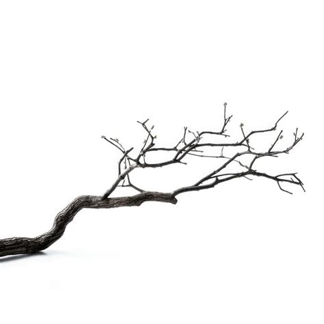 Premium Photo Minimalist Plant Design