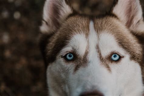 "Husky Eyes" Images – Browse 198 Stock Photos, Vectors, and Video ...