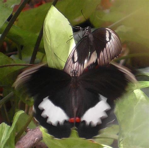 Orchard Swallowtail From Watsonville Qld Australia On November