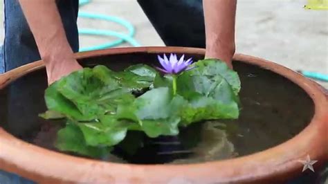 White Water Lily Flower Meaning | Best Flower Site