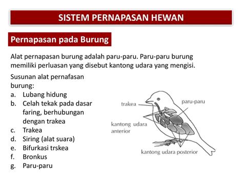 Gambar Alat Pernapasan Pada Burung