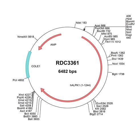 Human Alpk Np Versaclone Cdna Rdc R D Systems