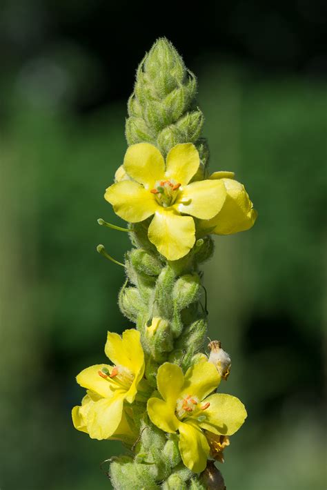 Verbascum densiflorum - Изображение особи - Плантариум