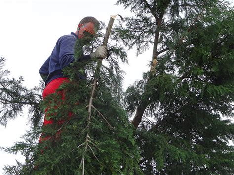 Pruning Leyland Cypress Stock Photos, Pictures & Royalty-Free Images ...