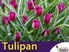 Tulipan Botaniczny Persian Pearl Tulipa CEBULKI 5 Szt Sklep