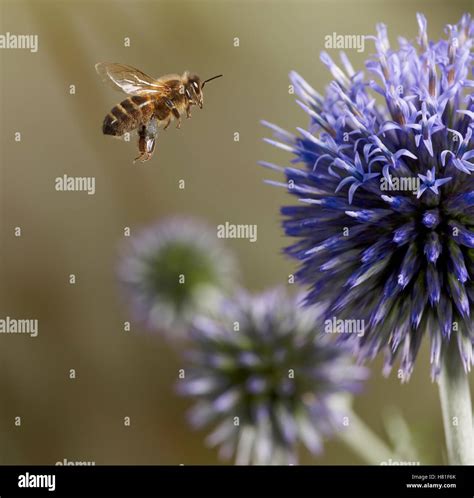 Honey Bee Apis Mellifera Flying To Flower England Stock Photo Alamy