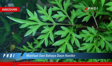 Ketahui Manfaat Dan Bahaya Daun Kenikir Yang Wajib Kamu Intip