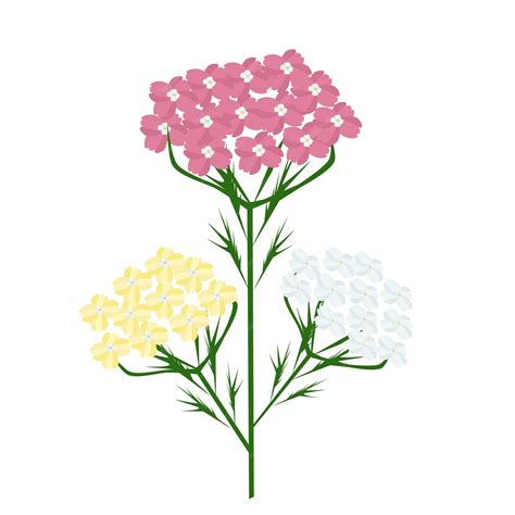 Premium Vector Hand Drawn Of Achillea Millefolium Or Yarrow Plants