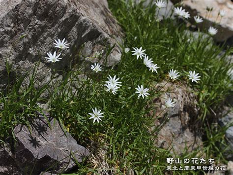 イワツメクサ 野山の花たち 東北と関東甲信越の花