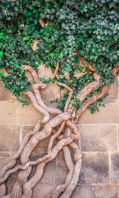 Banco De Imagens árvore Ramo Plantar Madeira Folha Flor Tronco