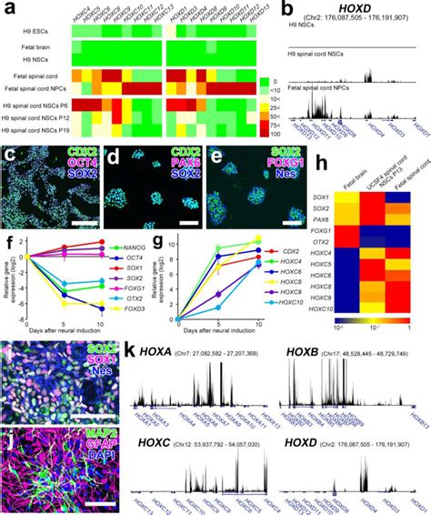 Ucsf Esc Derived Spinal Cord Nscs A Mrna Expression Of Hoxc And Hoxd